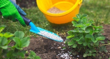 Jak krmit jahody na podzim: přehled hnojiv